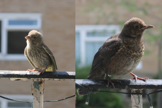(Left): A very cute greenfinch chick (Right): A young blackbird